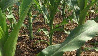 玉米单行单株种植
