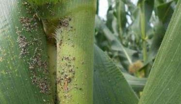 玉米蚜的防治方法