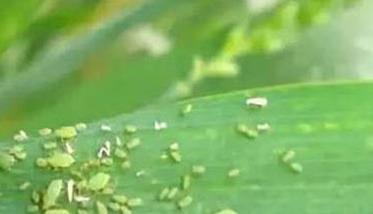 玉米蚜的危害和防治方法简介
