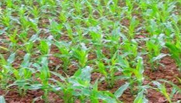 玉米种植密度多少合适 如何确定玉米合理的种植