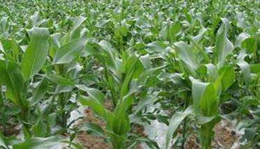 如何增强玉米的抗涝性?