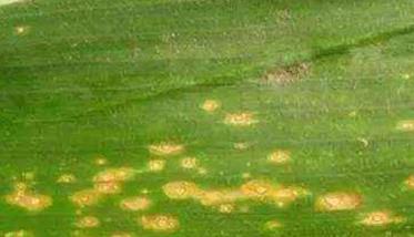 玉米弯孢菌叶斑病怎么治疗、防治？