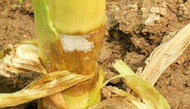 玉米茎腐病防治方法 它是由什么原因形成的？