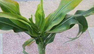 玉米粗缩病的防治方法有哪些