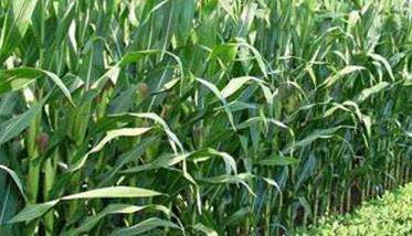 糯玉米种植技术与管理的四个要点