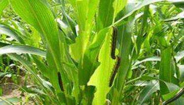 玉米粘虫的危害症状及防治方法