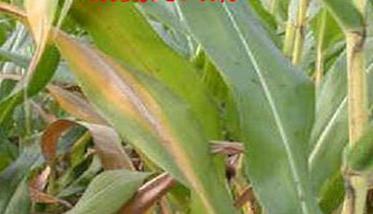 玉米缺氮的症状有哪些？