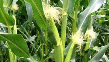 玉米花粒期多长时间 玉米花粒期的管理措施有哪