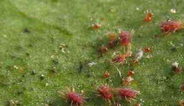 葡萄红蜘蛛危害症状，用什么药最有效？