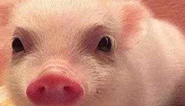 小香猪市场价多少钱一只，小香猪能长多大？