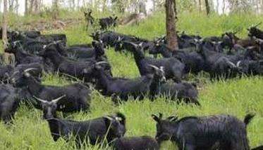 黑山羊养殖如何搞好场地的卫生环境