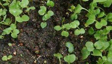 箭舌豌豆播种时间与方法
