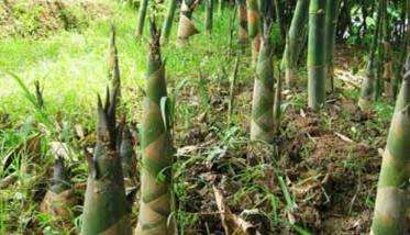 竹笋种植时间和方法 竹笋的种植和管理技术要点