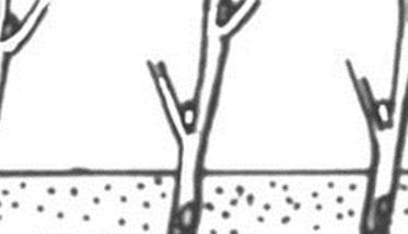 如何繁殖黑豆果 黑豆果硬枝扦插、绿枝扦插方法
