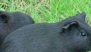 黑豚病毒感染的症状表现和防治措施