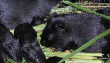 黑豚养殖的分栏饲养技术