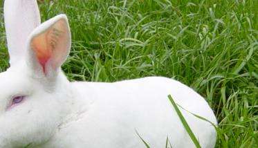 冬季獭兔养殖需要注意哪些问题