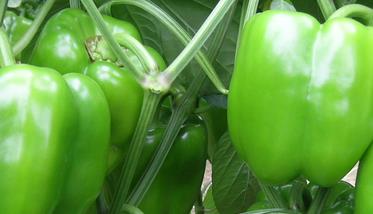 青椒的功效与作用 吃青椒的好处