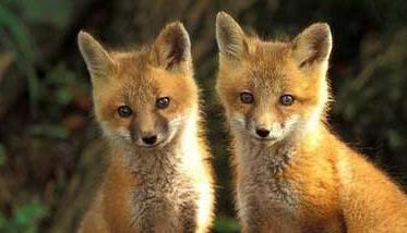 狐狸养殖－狐狸图片