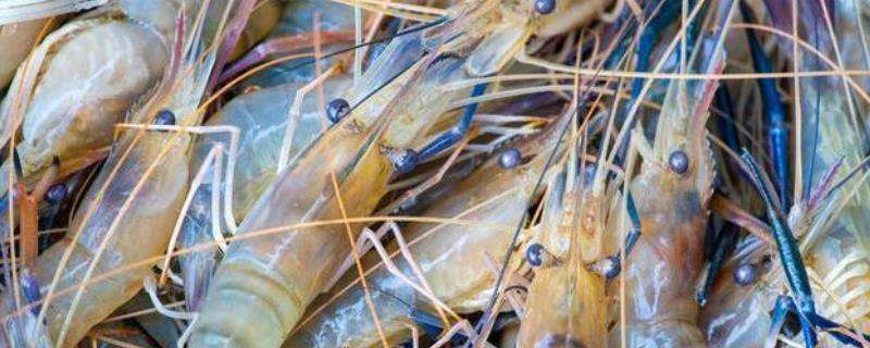 罗氏虾养殖条件和方法，和基围虾有什么区别