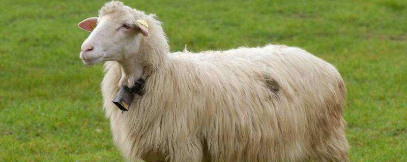 绵羊的特点，奶绵羊有哪些品种