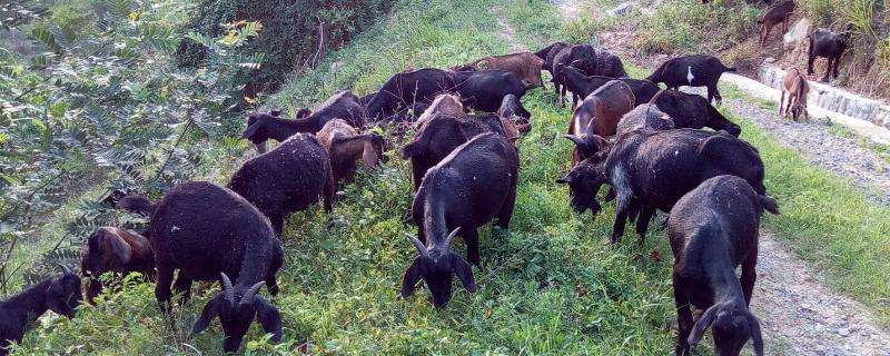 黑山羊适合什么地方养殖，黑山羊和麻羊有什么区别