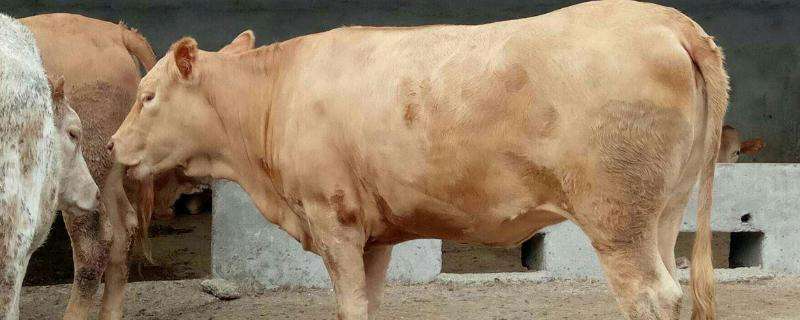 鲁西黄牛一年能长多少斤，鲁西黄牛的优缺点