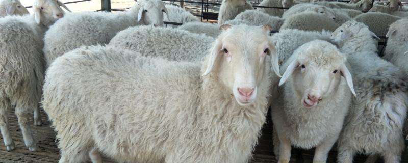 小尾寒羊适合在什么地方养，一亩地能养多少只羊