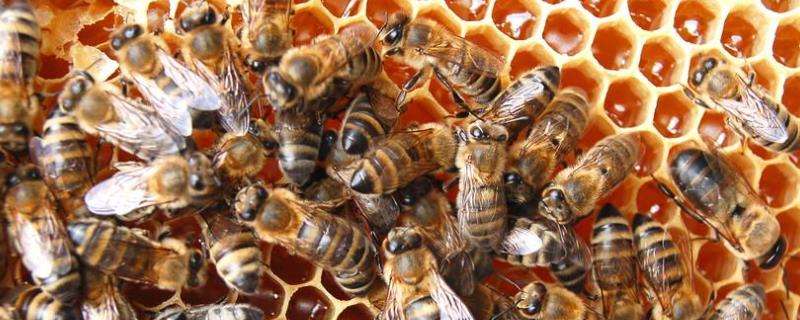 蜜蜂生长过程的四个阶段
