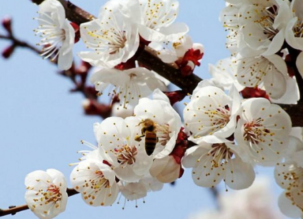 杏树的花期管理技术要点 杏树应该怎么养殖