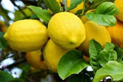 橙子树和柠檬树的区别是什么 如何辨别这两种植物