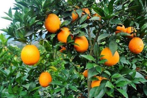橙子种子怎么发芽 催芽方法有哪些