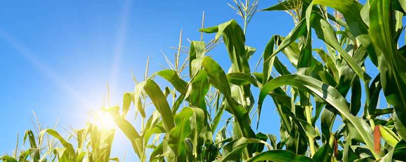 玉米打矮壮素是高产还是减产
