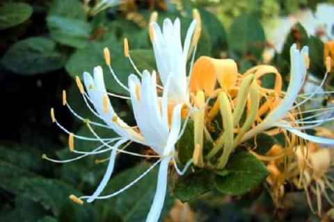 金银花扦插繁殖易生根的方法技巧