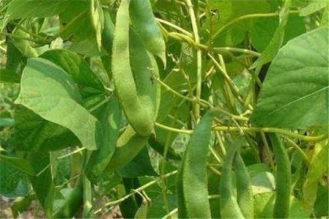 扁豆种植最佳时间和方法及注意事项