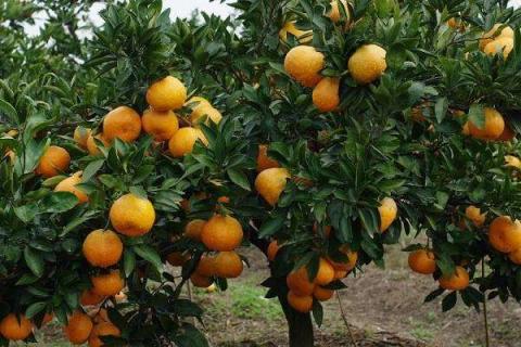 如何嫁接橘子树成活率较高