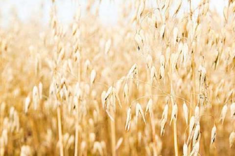 燕麦是什么植物 燕麦和小麦的区别