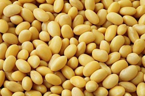 生黄豆沤肥技巧 怎么用黄豆做肥料