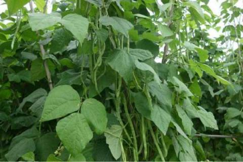 四季豆全年施肥时间及施肥方法
