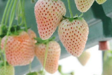 家庭盆栽菠萝莓高产种植方法 菠萝莓养殖需要注意什么