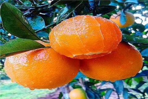 九月红橙子特点有哪些 种植条件是什么