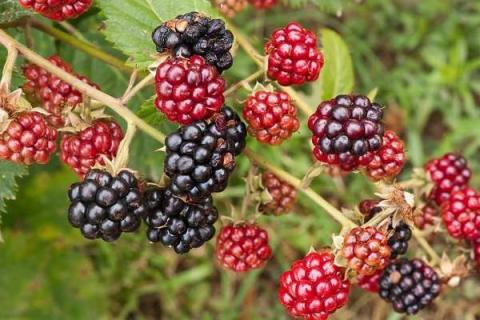 黑莓树可以盆栽吗 黑莓的盆栽养护技术和方法
