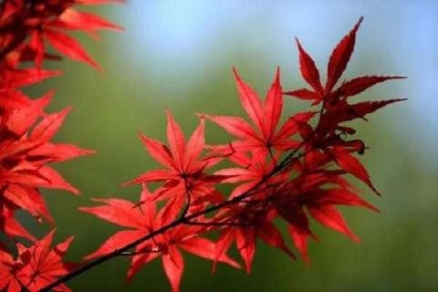 哪种红枫三季都红 盘点观赏价值高的枫树