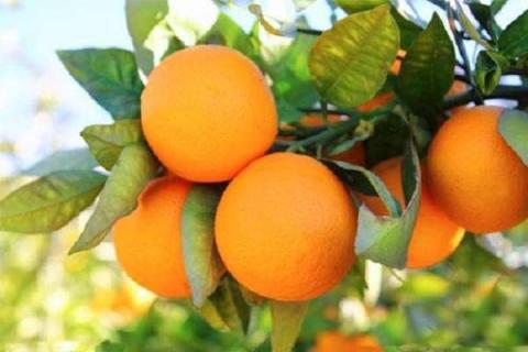 橙子树和柚子树的区别是什么 如何辨别这两种植物