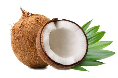 椰子产地和栽培技术 椰子养护技巧总结