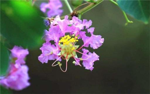 紫薇树的养护忌讳 养殖技巧有哪些