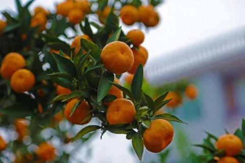 橘子籽种几年可以结果 种植方法有哪些