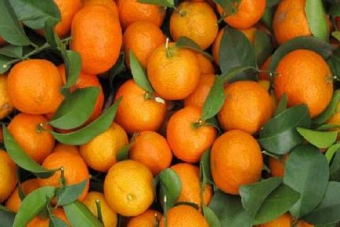 砂糖橘能嫁接橙子吗 砂糖橘和橙子的嫁接方法