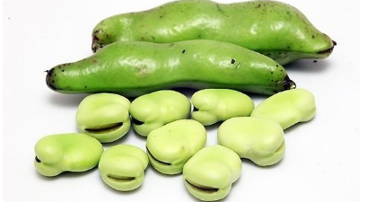 蚕豆生长周期多久 如何养殖蚕豆