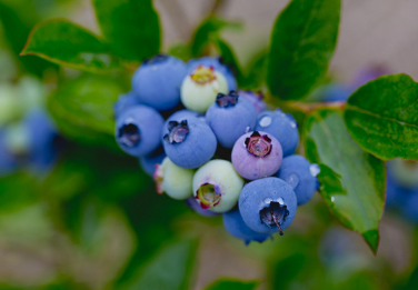 蓝莓怎样种植 蓝莓养殖技巧总结